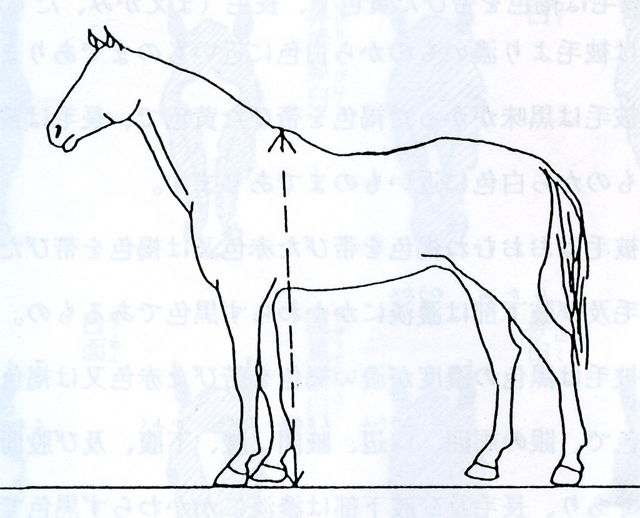 馬の身長