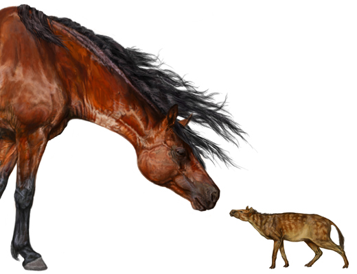 写真は現在の馬と当時の馬の大きさの比較（Scienceより）