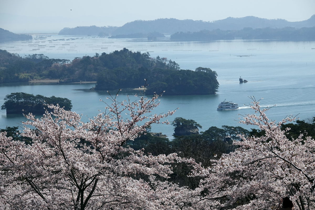 松島の桜